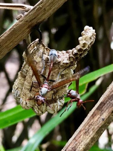 Réf. 255 255 : Belonogaster sp.
